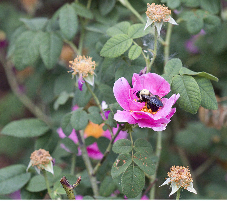 Bumblebee Photograph - Busy In The Morning by Vernis Maxwell