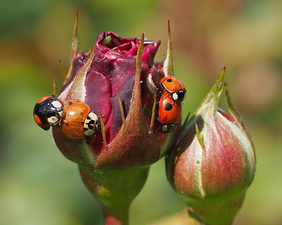 Nature Photograph - Busy Ladybugs by Rona Black
