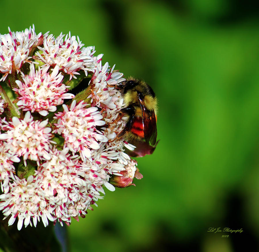 Busy Little Bee II Photograph by Jeanette C Landstrom