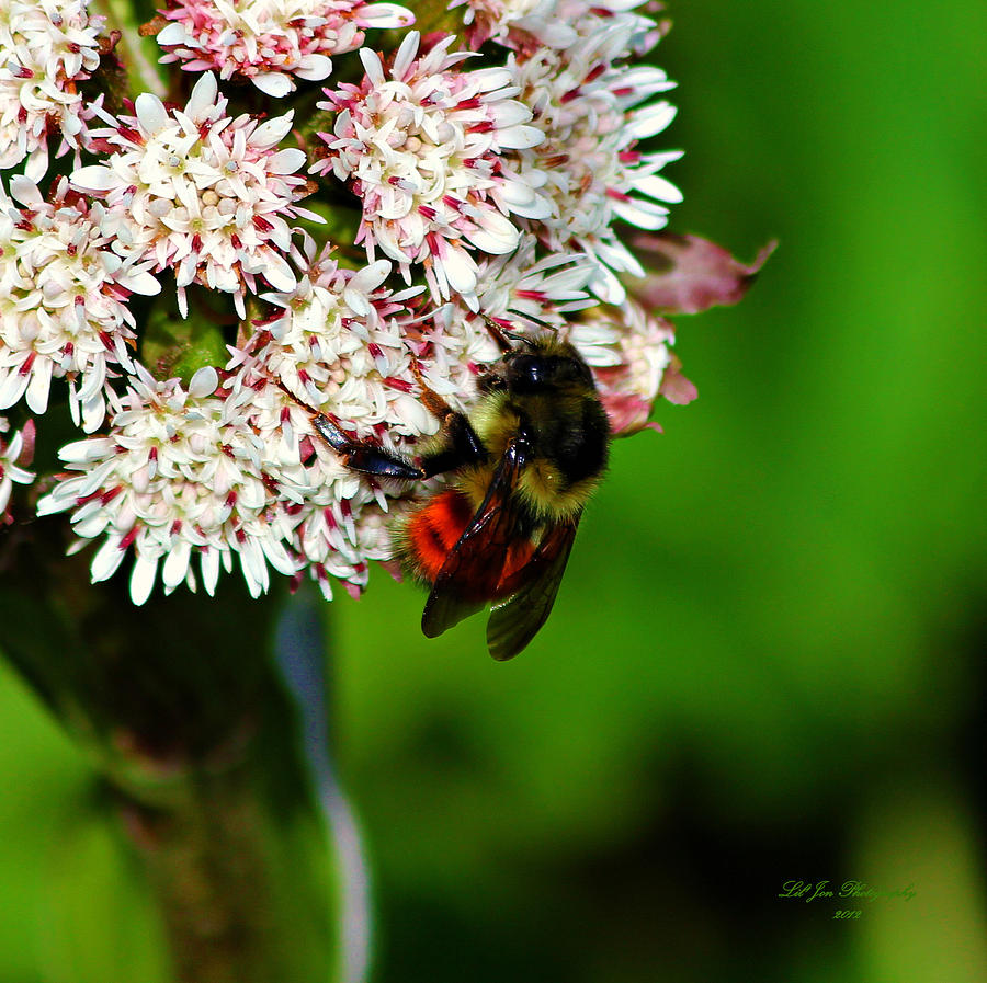 Busy Little Bee Photograph by Jeanette C Landstrom