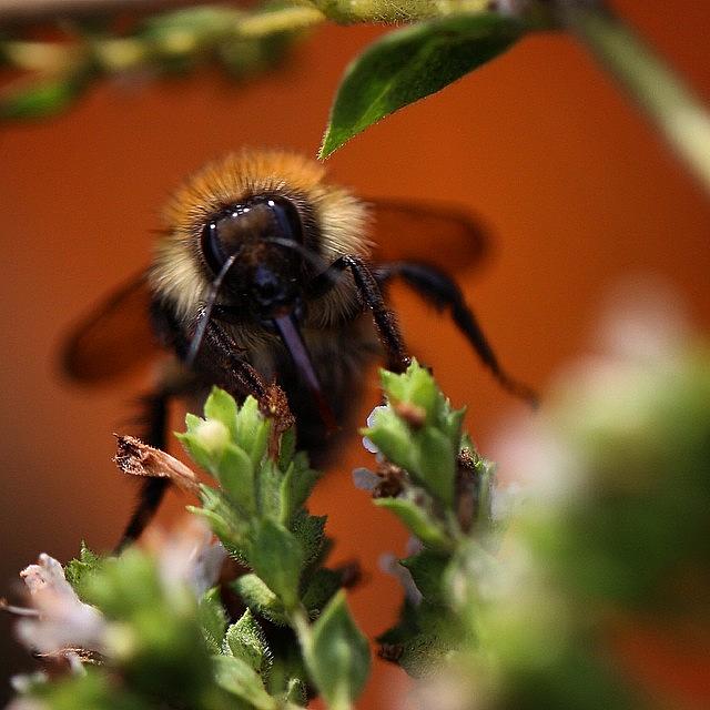 Buzz Photograph - Busy Little #bumblebee On The #oregano by Miss Wilkinson