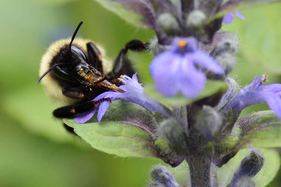 Busy Photograph by Melissa Leda - Fine Art America