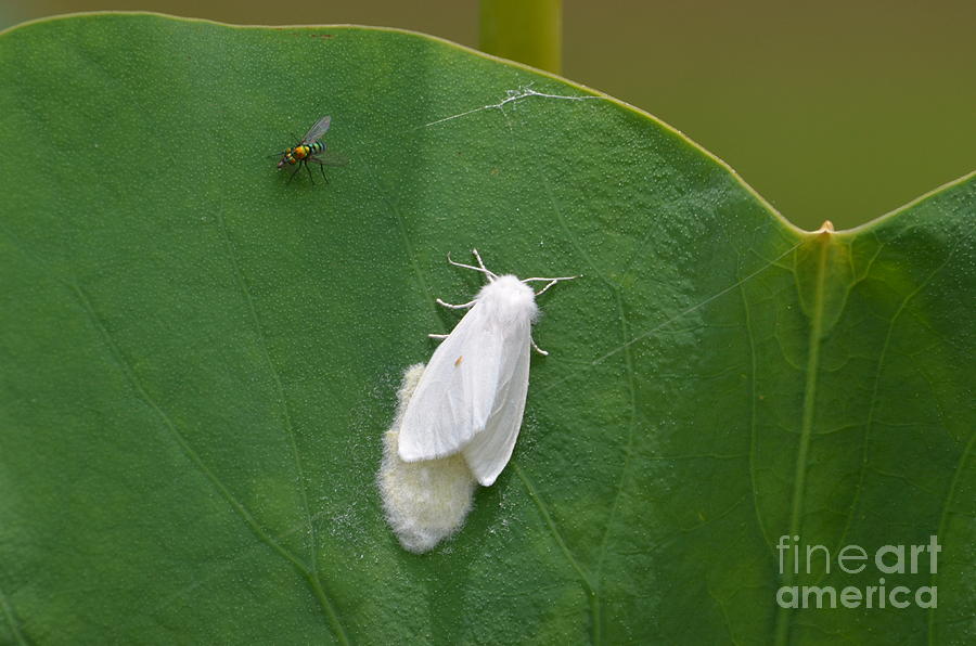 Egg Photograph - Busy Moth Pesty Fly by Kathy Gibbons