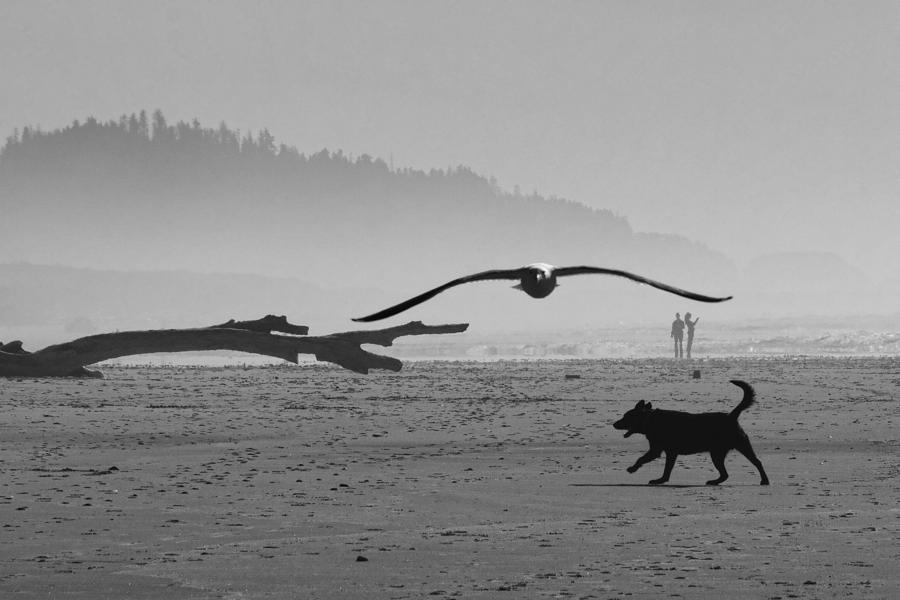 Busy Oregon Coast Photograph by Wes and Dotty Weber