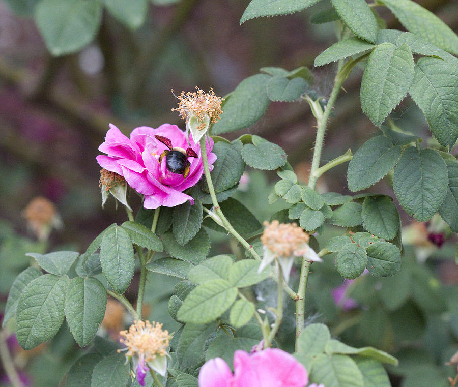 Busy Pink II Photograph by Vernis Maxwell - Fine Art America