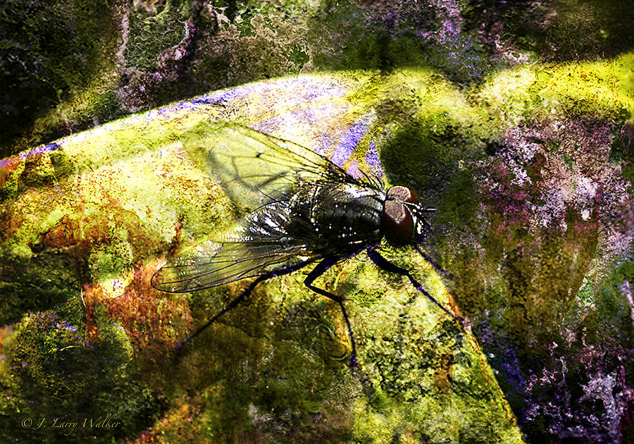 Busybody Fly Digital Art by J Larry Walker