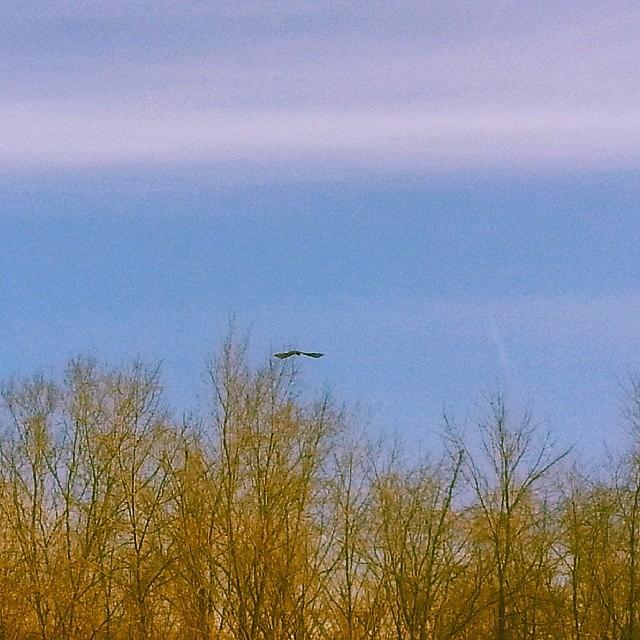 Tree Photograph - But #hopes Are #shy #birds #flying At A by Brandy Meza