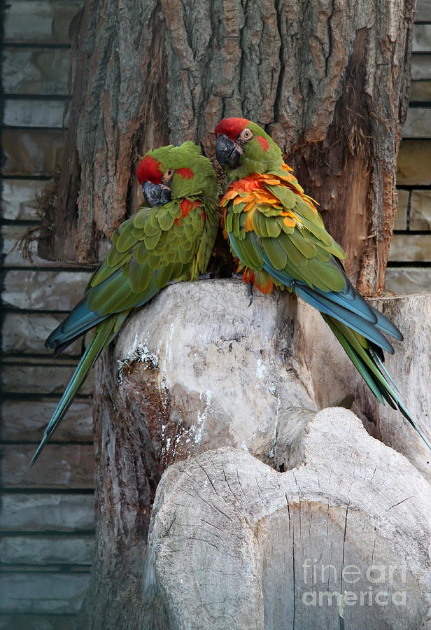 But I Love You - Two Macaws Photograph by Christiane Schulze Art And Photography