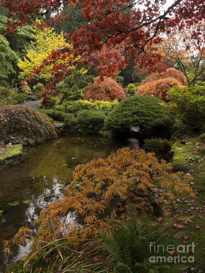 Butchart Japanese Garden Photograph by Inge Riis McDonald