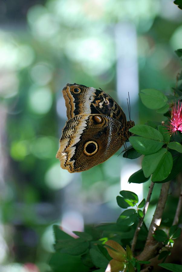 Buterfly 4 Photograph by Rob Hans