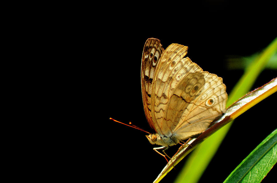 Spring Photograph - Buterfly by Pisit Santikulluk