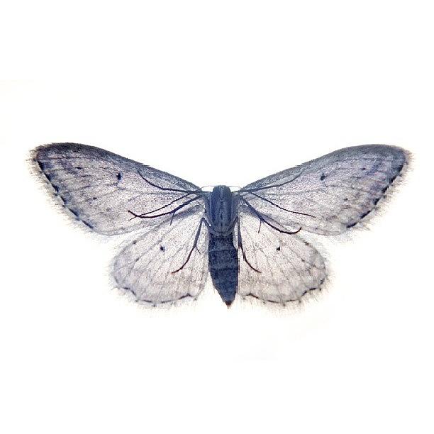 Vintage Photograph - Buttefly | by Emanuela Carratoni