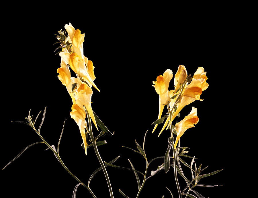 Butter and Eggs Toadflax Wildflower Photograph by Tony Festa Fine Art America