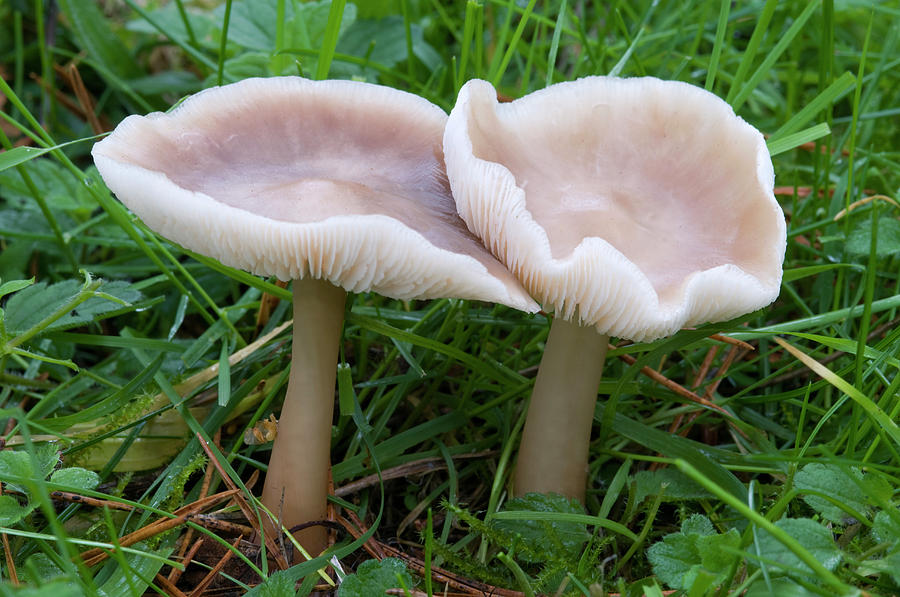 Mushroom Photograph - Butter Cap Fungus by Nigel Downer
