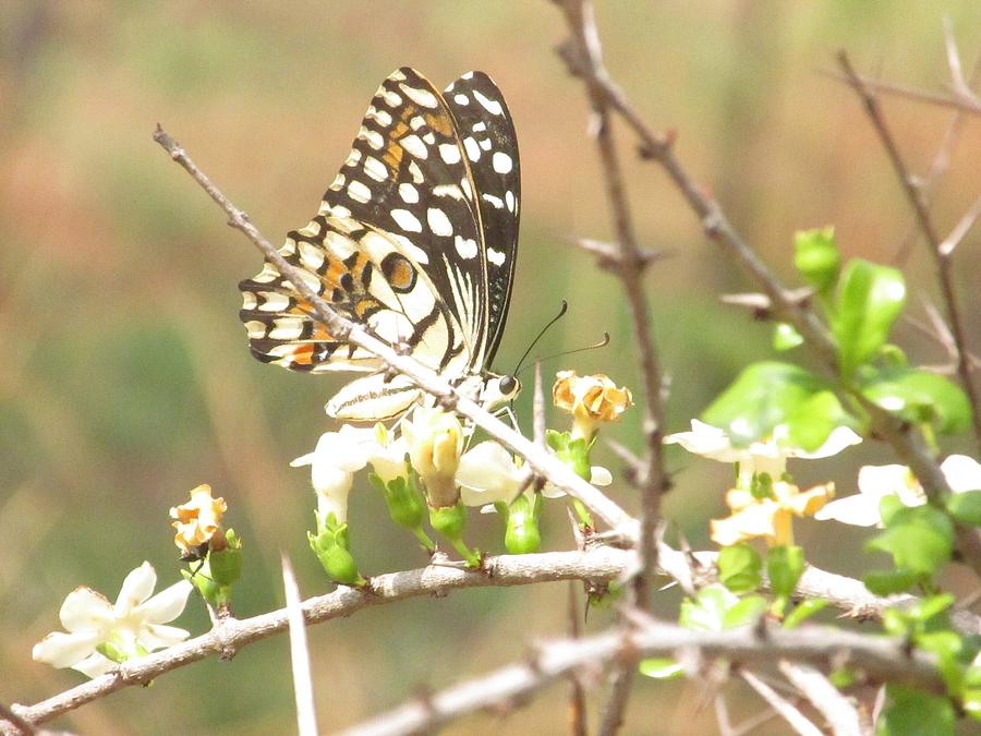 Butterfly Photograph - Butter Fly by Vinayak Patukale Butterfly Photograph - Butter Fly by Vinayak Patukale