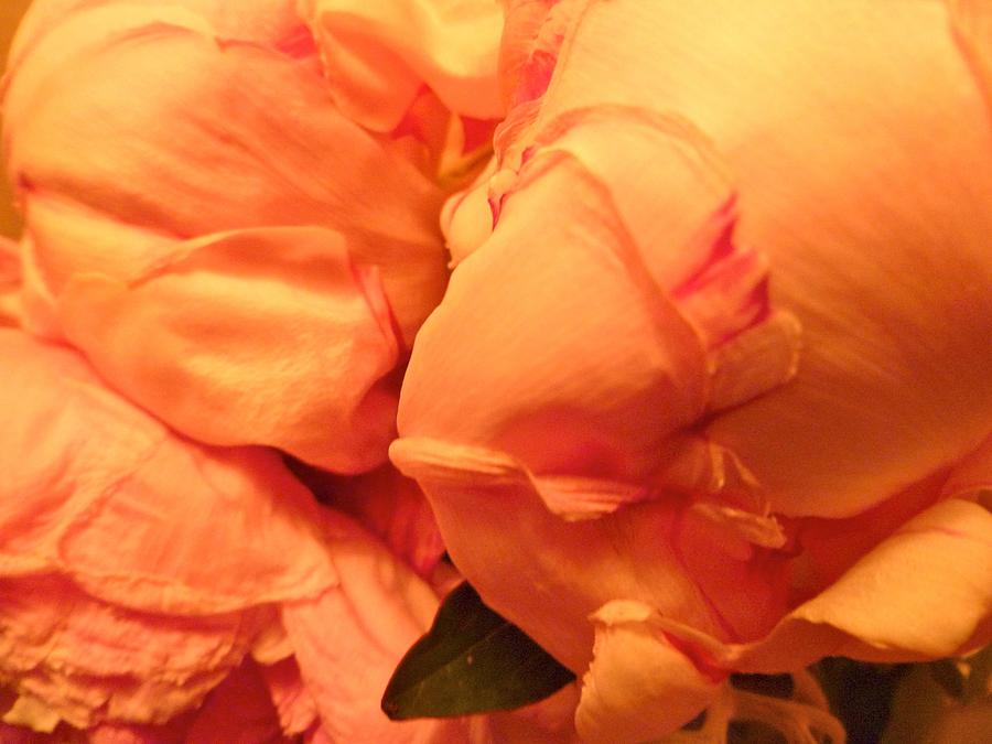 Butter Soft Peony by Kerry Jean Pennings Butter Soft Peony by Kerry Jean Pennings