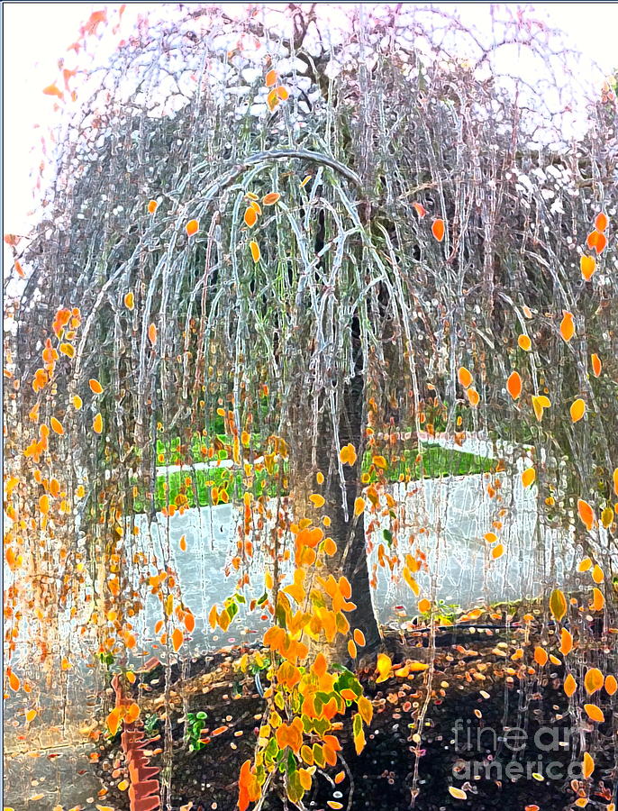 Fall Photograph - Butter Tree by Jennifer Cadence Spalding
