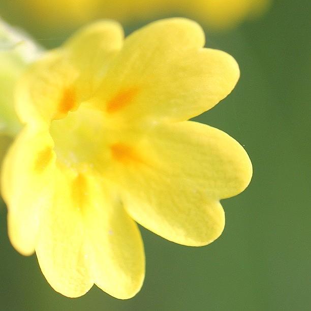 Flowers Still Life Photograph - Buttercup Baby #normal #flower #macro by Unique Louise