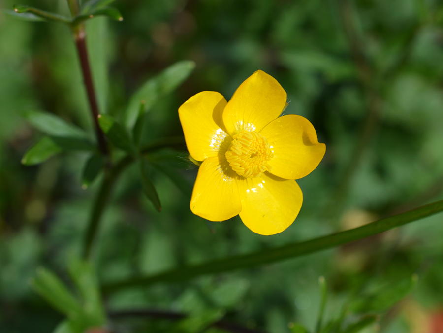 Buttercup Close Up Photograph by Bishopston Fine Art | Fine Art America