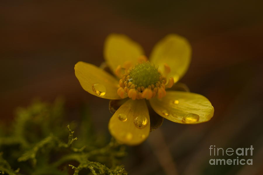 Buttercup Photograph by Loni Collins