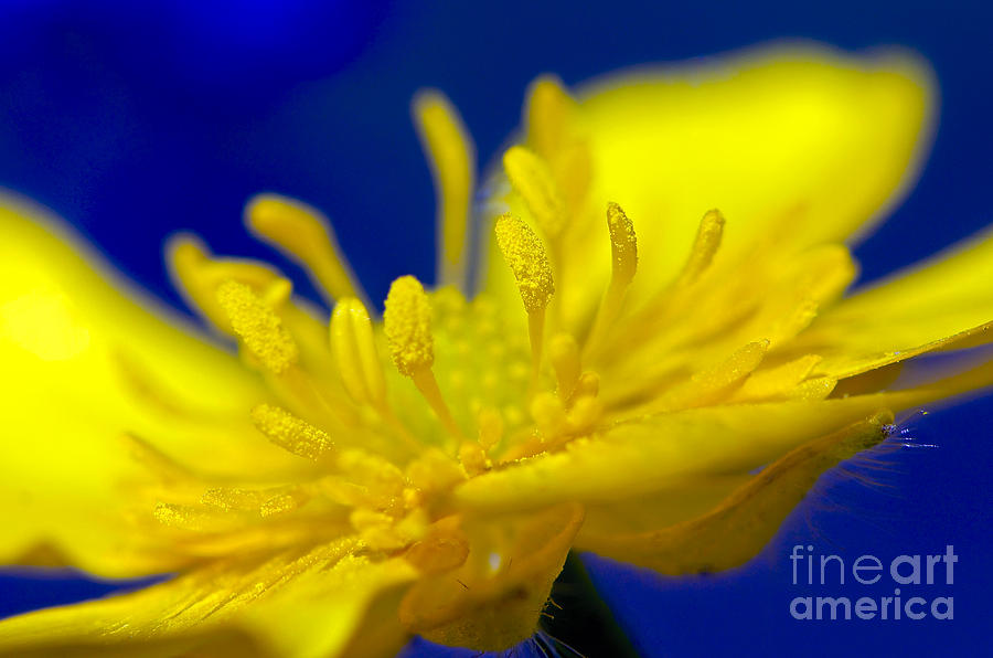 Buttercup Macro Photograph by Sharon Talson