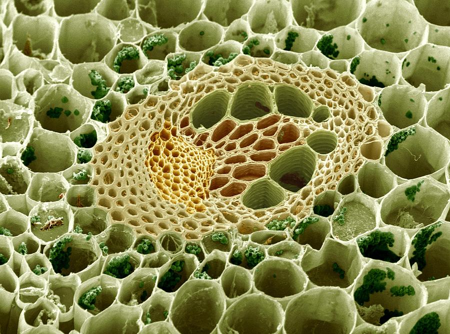 buttercup-stem-vascular-tissue-photograph-by-power-and-syred