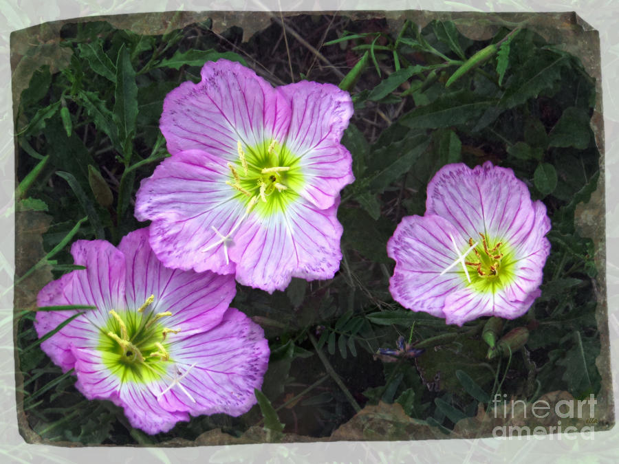 Buttercup Wildflowers - Pink Evening Primrose Photograph by Ella Kaye Dickey