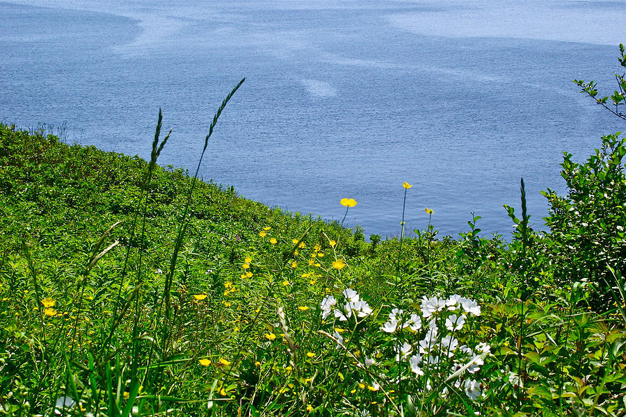 Buttercups and Musk Mallow along Gaspe Bay in ForillonNational Park, Quebec, Canada Photograph by Ruth Hager