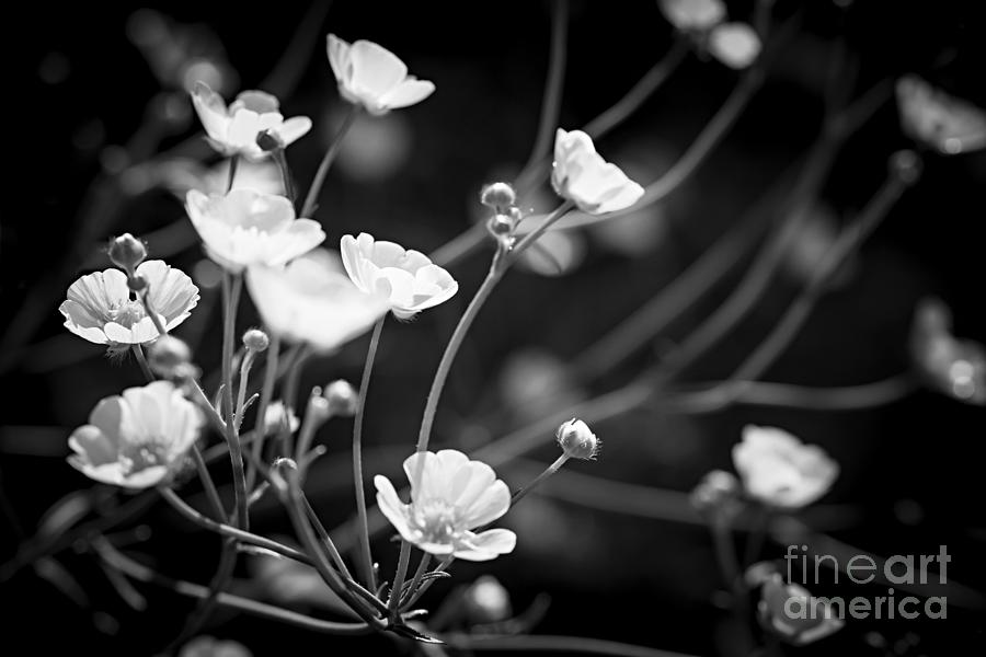 Flower Photograph - Buttercups by Elena Elisseeva