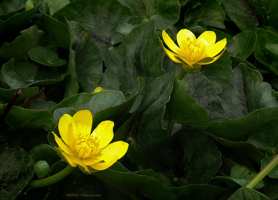 Buttercup beauties Photograph by Mikki Cucuzzo