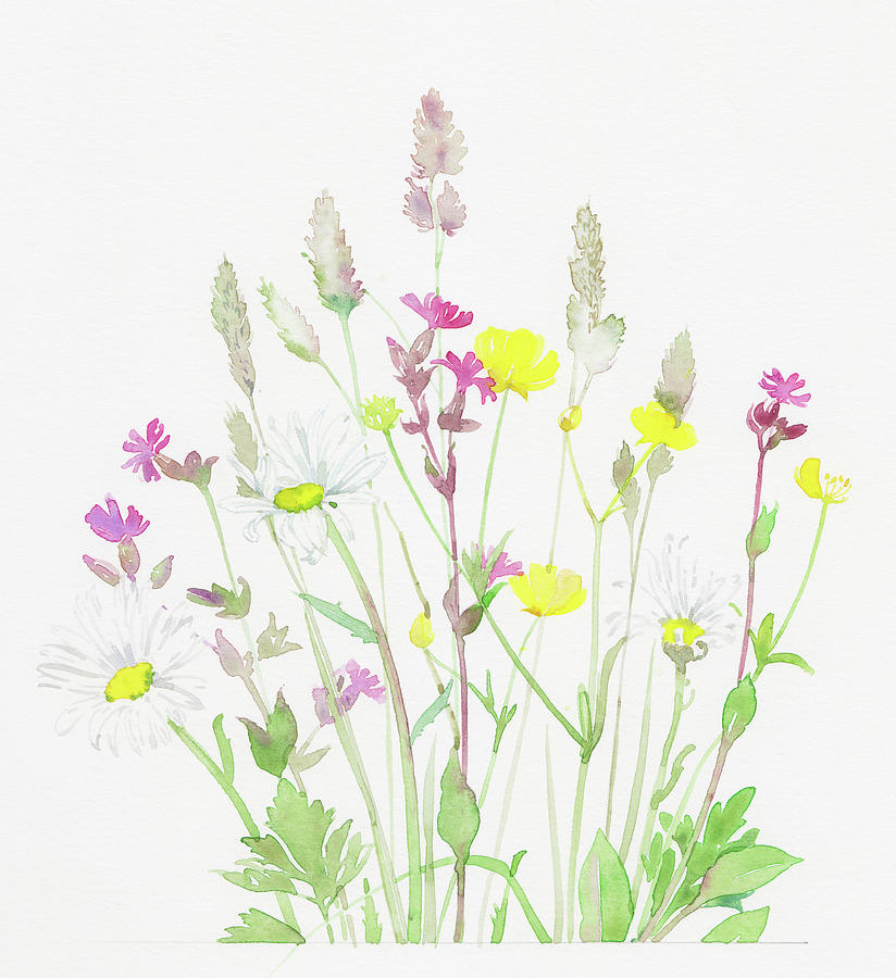Buttercups, Red Campion And Grasses Photograph by Ikon Ikon Images