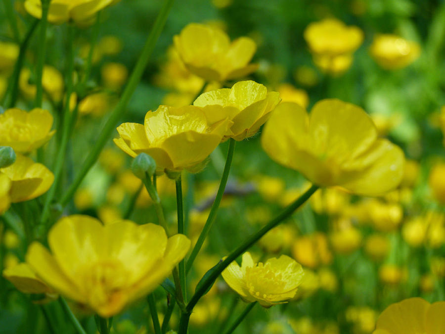 Buttercups Photograph by Vanessa Thomas