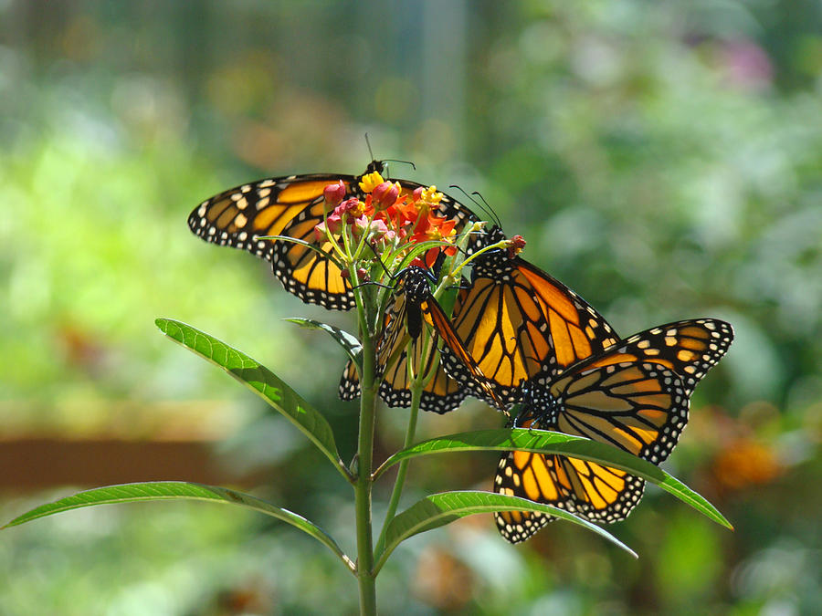 Butterfly Photograph - Butterfiles art prints Orange Monarch Butterfly by Patti Baslee