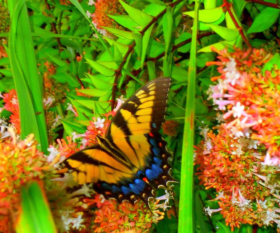 Butterflies 1 Photograph by Ron Kandt