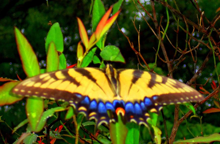 Butterflies 10 Photograph by Ron Kandt