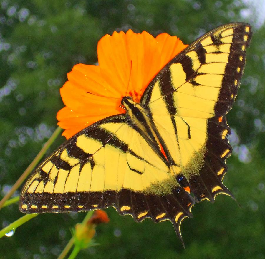 Butterflies 2 Photograph by Ron Kandt