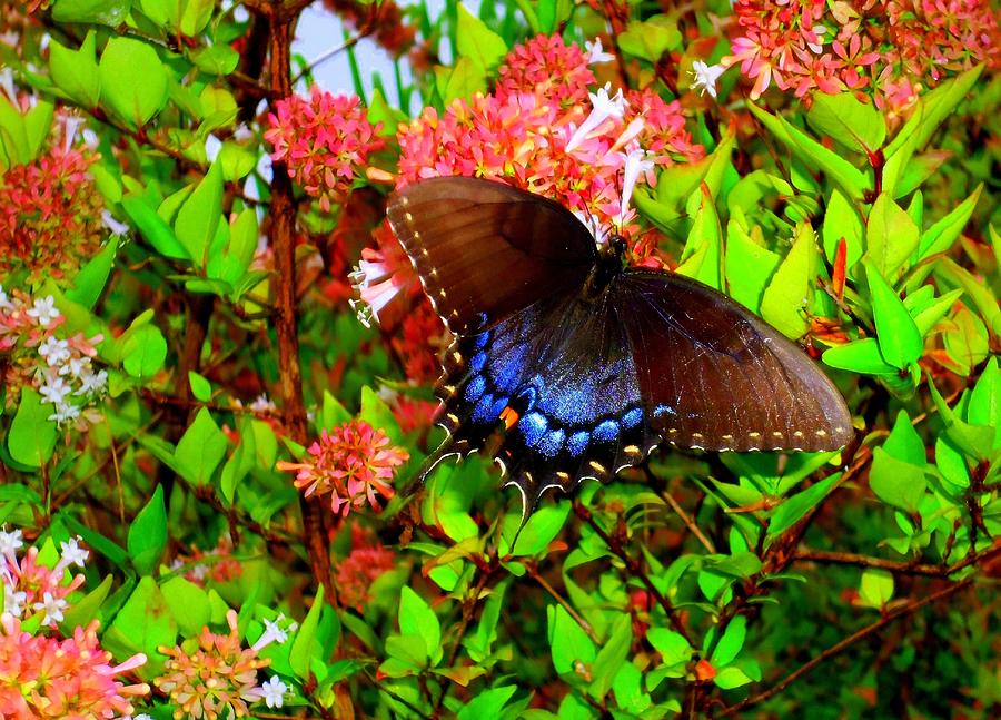 Butterflies 3 Photograph by Ron Kandt
