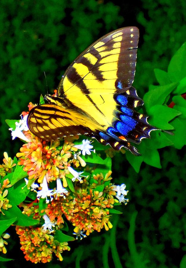 Butterflies 5 Photograph by Ron Kandt