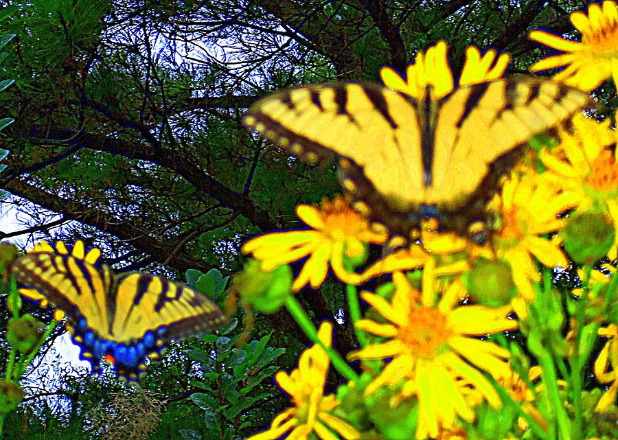 Butterflies 6 Photograph by Ron Kandt