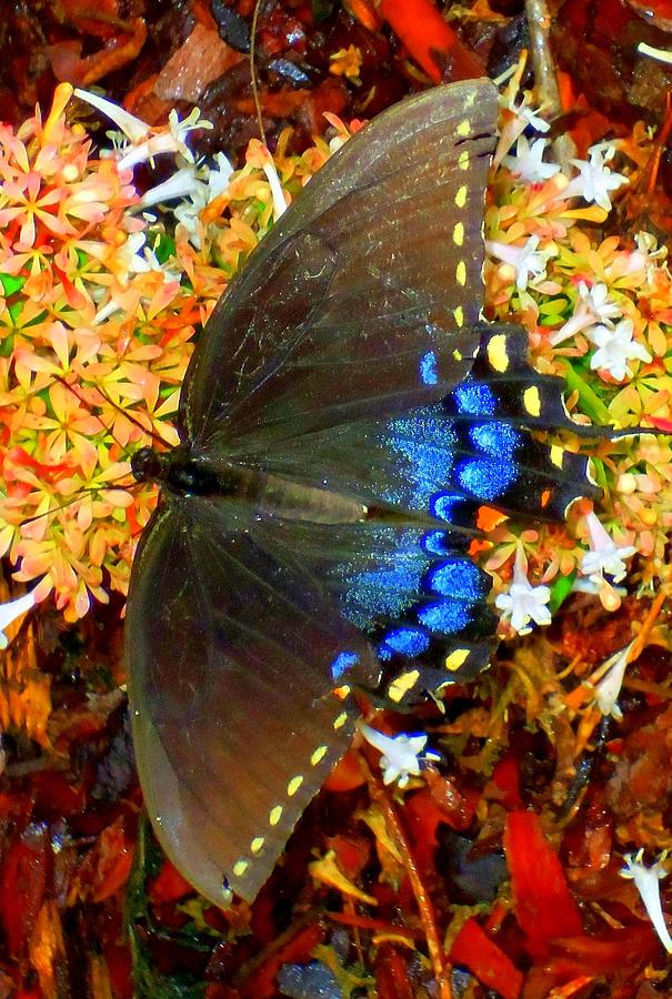 Butterflies 7 Photograph by Ron Kandt