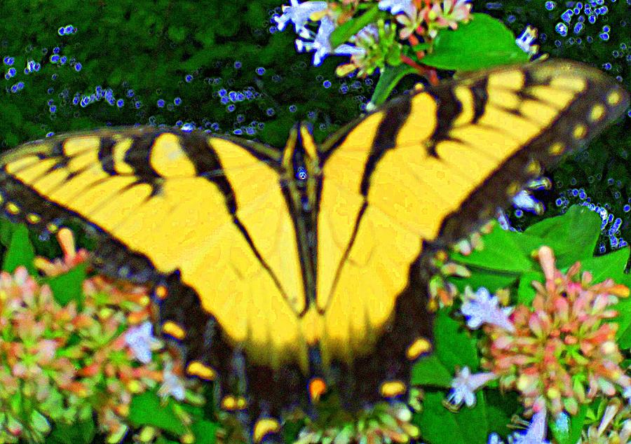 Butterflies 9 Photograph by Ron Kandt
