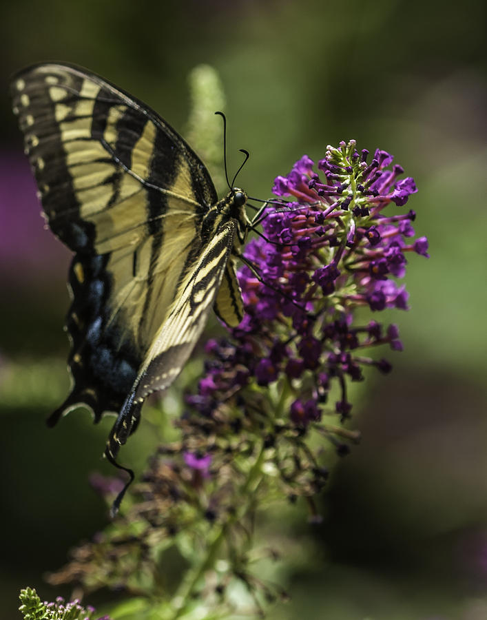 Butterflies along the Blue Ridge Photograph by Donald Brown