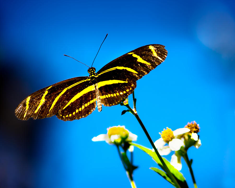 Butterflies And Blue Skies Photograph