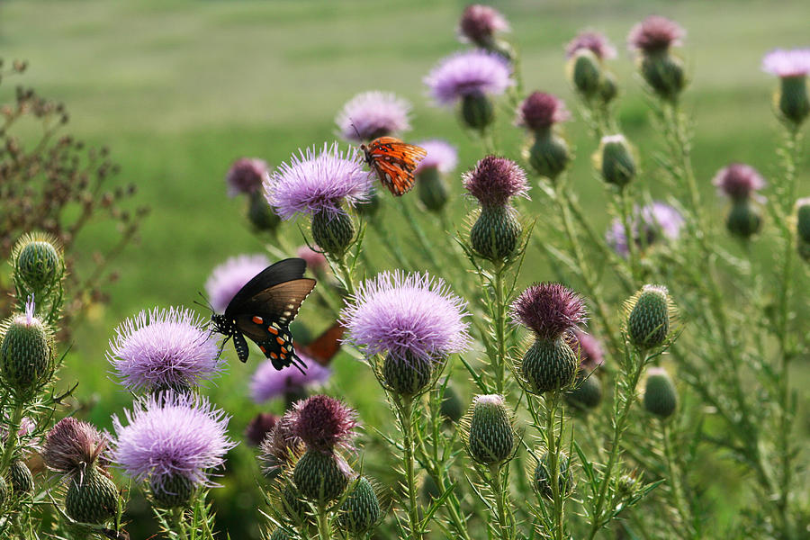 Butterflies and Bull Thistle Wildflowers Photograph by Kathy Clark