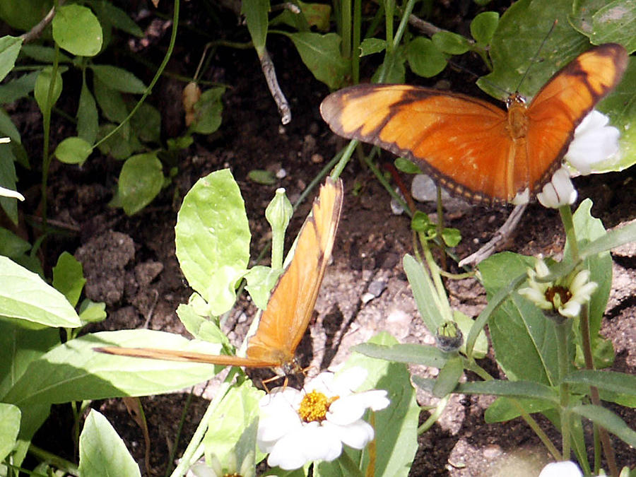 Butterflies and Daisies by Tarey Potter Butterflies and Daisies by Tarey Potter