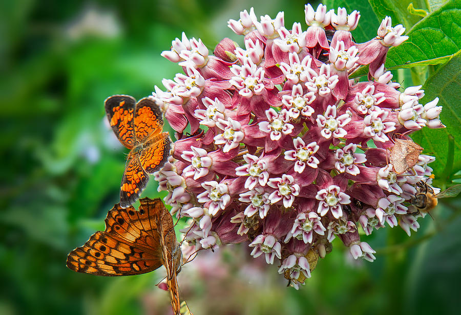 Butterflies and Milkweed Photograph by Mary Almond