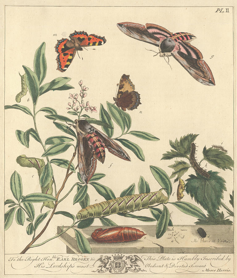 Butterflies And Moths Photograph by Natural History Museum, London/science Photo Library