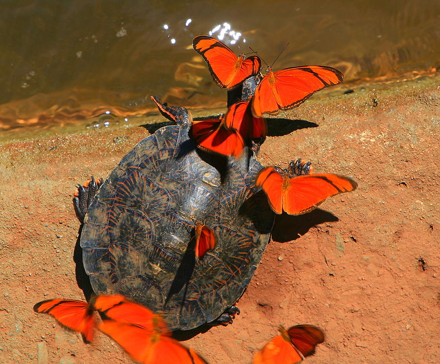 Butterflies and Turtle Photograph by Bruce J Robinson