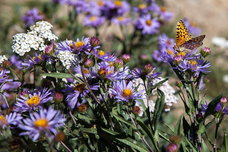 Butterflies and Wildflowers Photograph by Christopher D Elliott