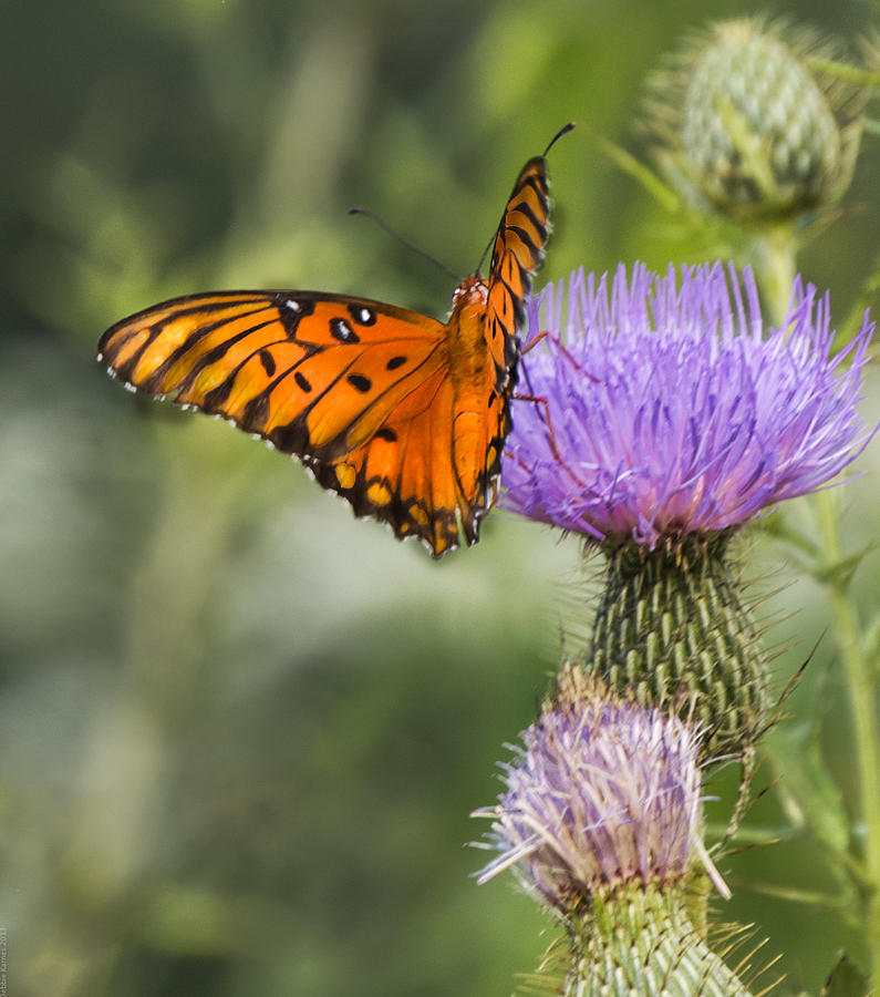Butterflies and Wildflowers Photograph by Debbie Karnes